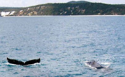 Name Nala the iconic whale’s offspring for your chance to win great prizes. Name Nala the iconic whale’s offspring for your chance to win great prizes.